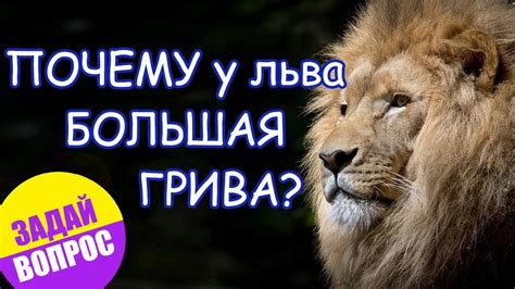 Почему у льва большая грива?
 2024.04.25 21:43 онлайн в хорошем качестве смотреть
